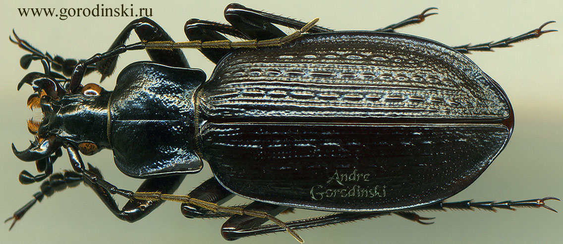 http://www.gorodinski.ru/carabus/Macrothorax planatus.jpg